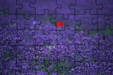 Lavanda amb rosella
