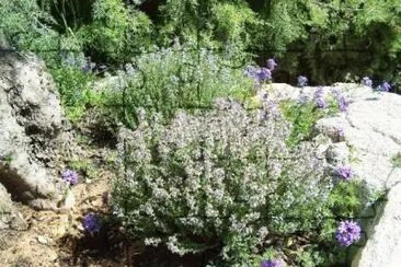 Farigola