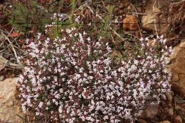Farigola