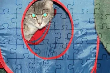 Kitty Hiding