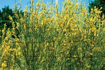 Ginesta jigsaw puzzle