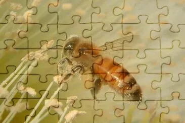 Abella fent mel jigsaw puzzle