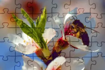 Abella fent mel 2 jigsaw puzzle