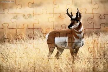 Wyoming Pronghorn Antelope jigsaw puzzle