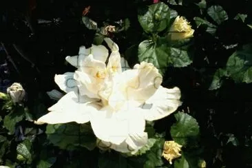 פאזל של Tulipan blanco