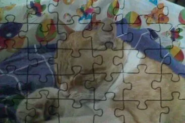 פאזל של Dulces sueÃ±os