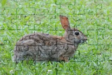 Munching Bunny