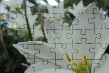 Flor da minha janela