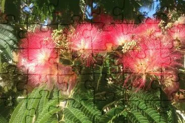 Albizia julibrisin