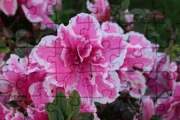 Azalea. Cangas. Galiza jigsaw puzzle