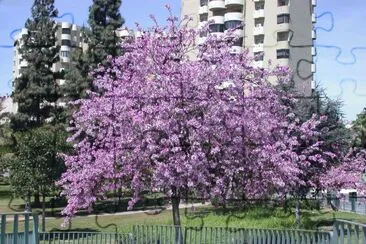 Bauhinia purpurea. Pata de vaca. Estepona. Espanha