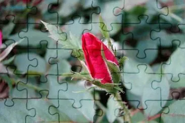 A Rose Bud