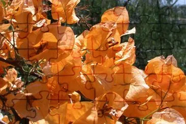 Bouganvillea.