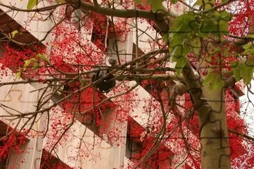 Brachichyton discolor