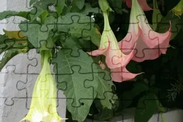 Datura sanguinea jigsaw puzzle