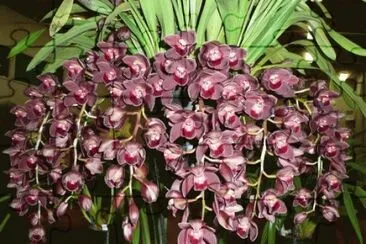 FLOR