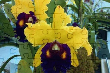flor