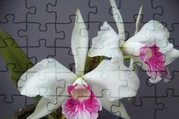 flor jigsaw puzzle