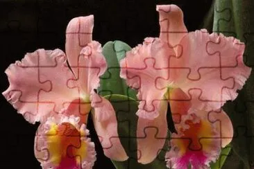flor jigsaw puzzle