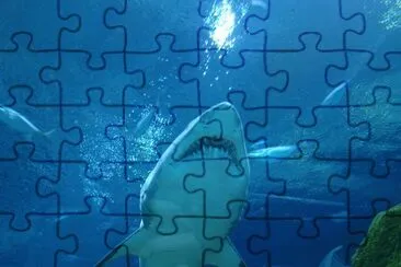 Shark