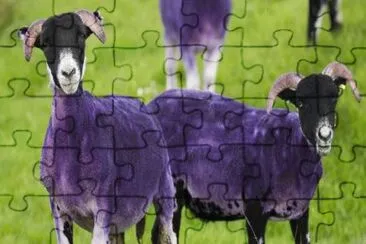Purple Sheep jigsaw puzzle