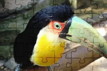 Tucano