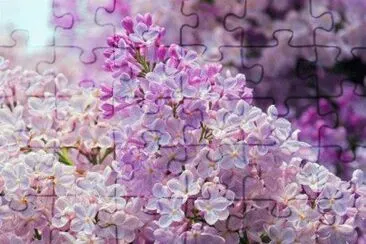 81 jigsaw puzzle