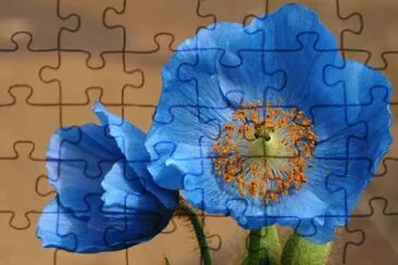 פאזל של 172