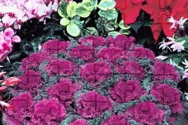 Flowering Kale Cabbage