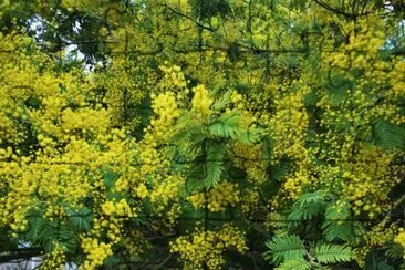 Mimosa