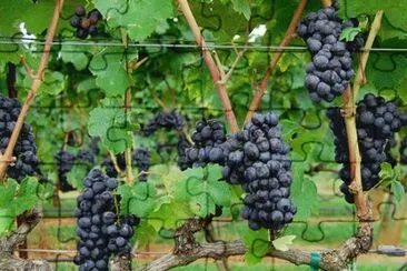 VIÃ‘EDO