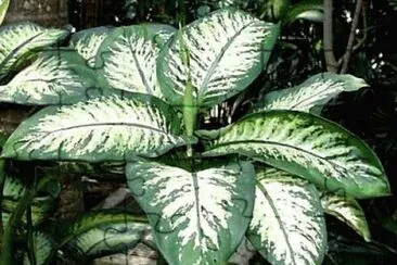 PLANTA
