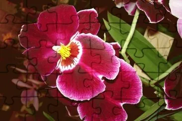 OrquÃ­dea maravilha