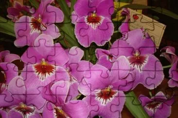 Orchid bunch