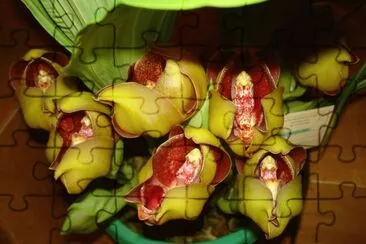 Yellow orchids