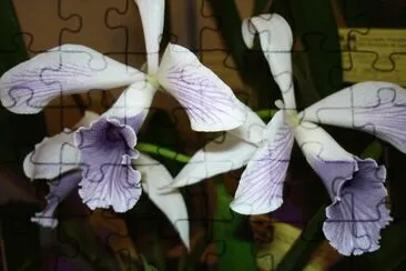 OrquÃ­dea roxa pÃ¡lida