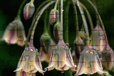 Alliums jigsaw puzzle