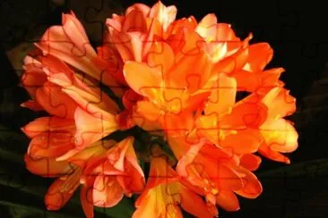 Clivia
