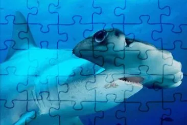 hammer head shark jigsaw puzzle