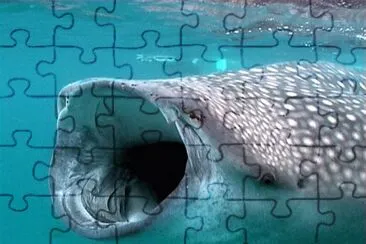 whale shark jigsaw puzzle