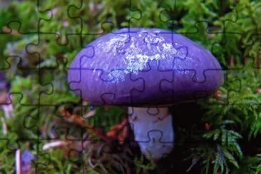 פאזל של Purple Young Mushroom