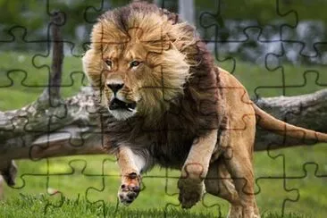 LEON