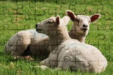 OVEJAS jigsaw puzzle