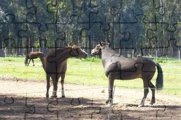 caballos desafiantes