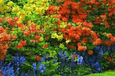 amo jigsaw puzzle
