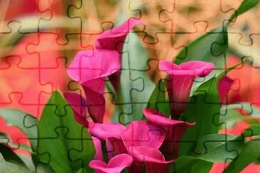 yy**yy jigsaw puzzle