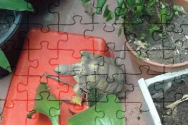 TORTUGA jigsaw puzzle