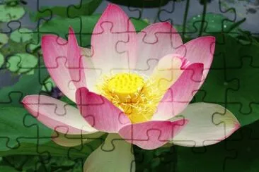 lotus jigsaw puzzle