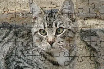 Crossed Eyes