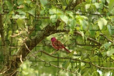 Cardinal jigsaw puzzle